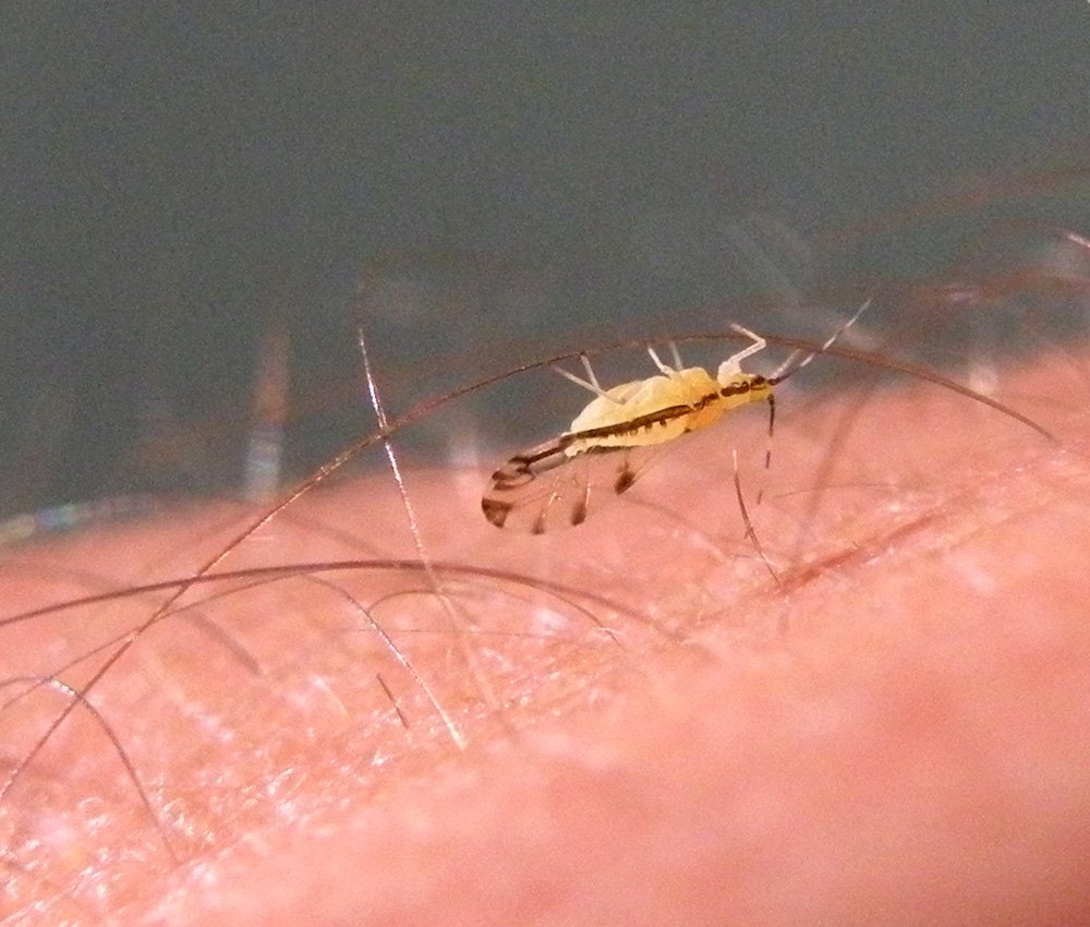 Eucallipterus tiliae